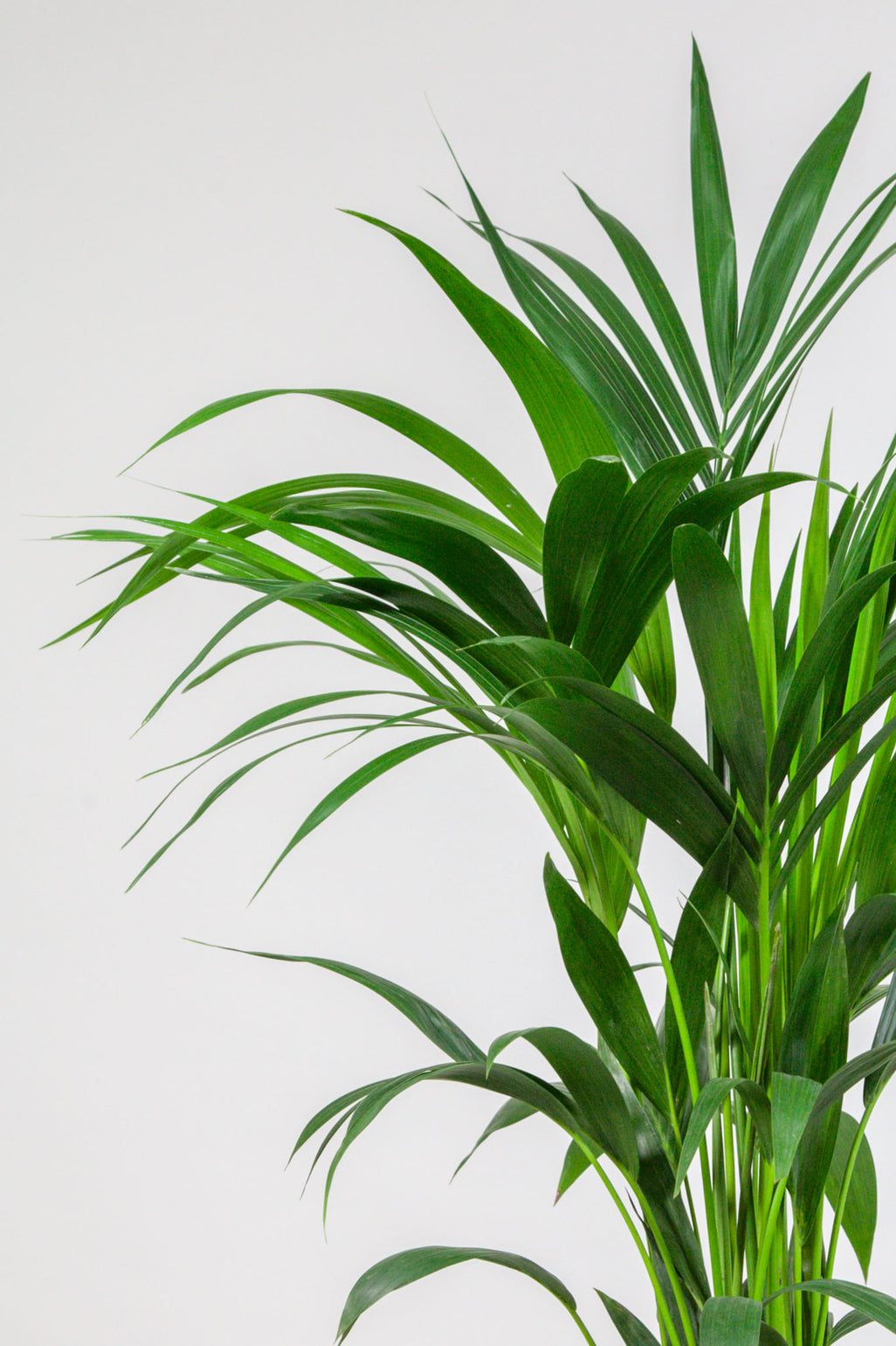 files/IndoorPlants_2-studioShots20.11.2023-368.jpg